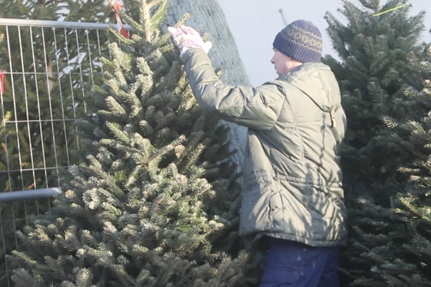Karlovac: Prodaja božićnih drvca