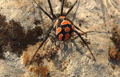 Najotrovniji pauci u Hrvatskoj! Gdje žive i kako ih prepoznati?
