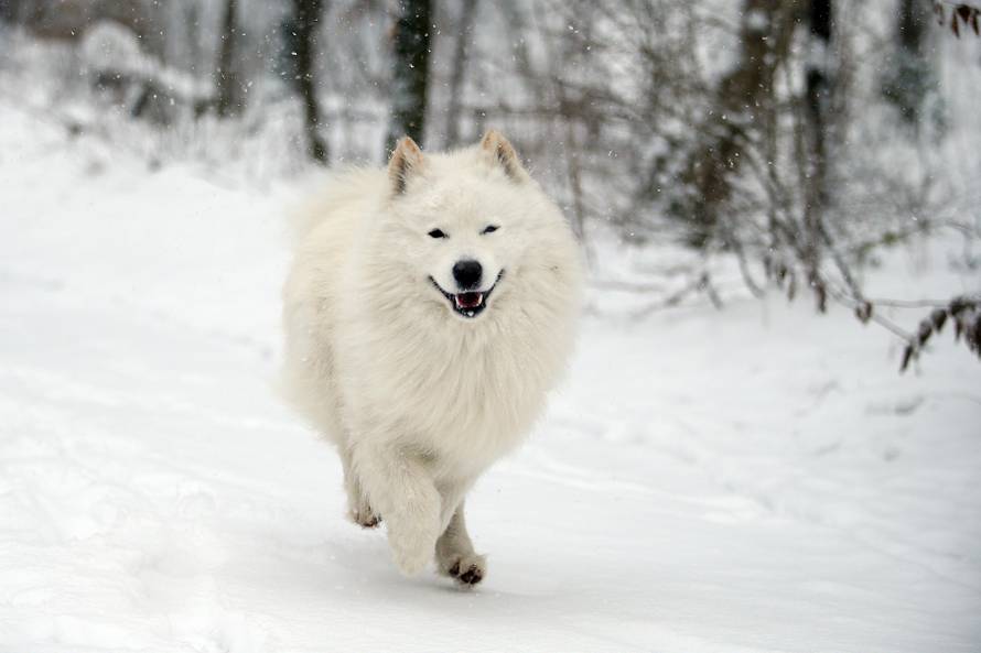 HGSS nepokretnom muškarcu kod Gračaca donio hranu i drva