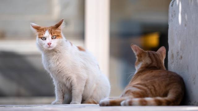 Panika zbog serijskog ubojice mačaka: Otrovao ih preko 1000