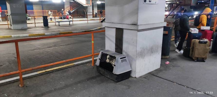 KAKVA PRIČA! Kujica ostavljena na Autobusnom u Zagrebu ima novi dom. Vlasnica je se odrekla