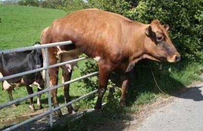 Srpska policija privela 17 krava koje su ilegalno prešle granicu