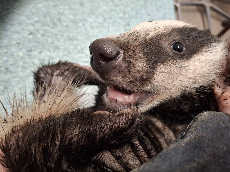 FOTO ZOO Zagreb spasio život malom jazavcu: 'Slatka zvjerka ispija mlijeko iz bočice na eks!'