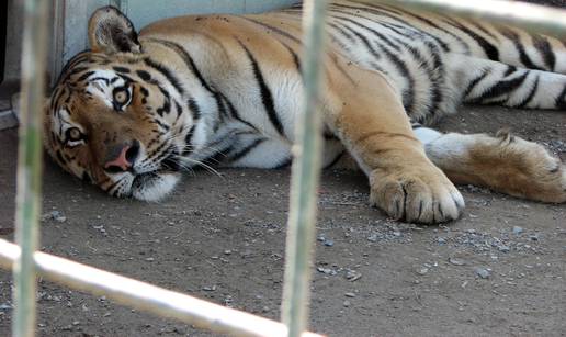 Nakon što su zapeli na granici, bolesni tigrovi ipak stigli u zoo