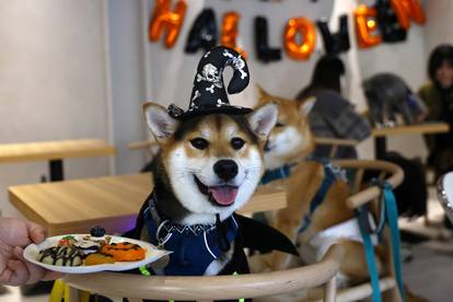 Dog costume event on Halloween Day in Beijing