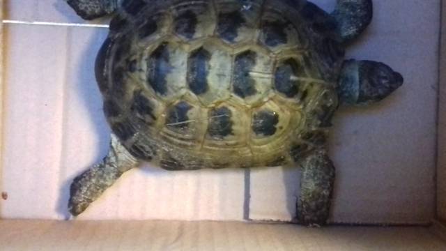 Nestalu kornjaču tražili pola godine, a samo je prešla cestu