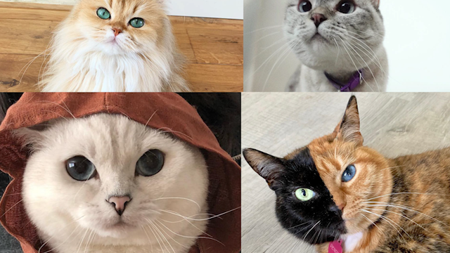 Zvijezde Instagrama: Ovo su mačke koje prate milijuni ljudi