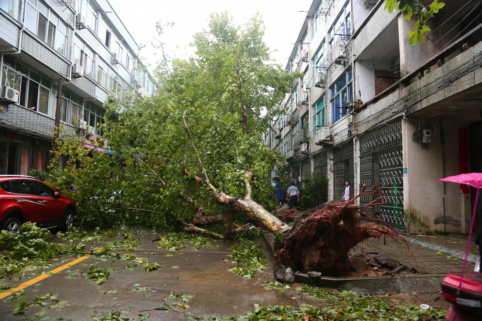 An uprooted tree is seen on a street after Typhoon Lekima hit Taizhou, Zhejiang