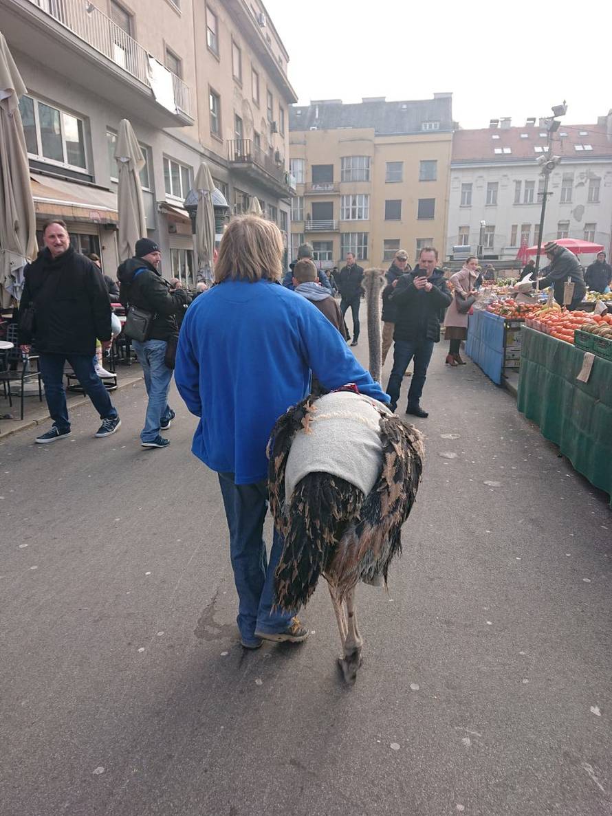 Još samo jedan običan petak u Zagrebu: Šetao noja po gradu...