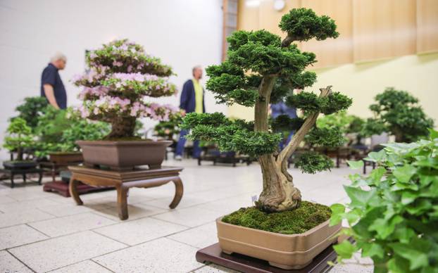 Bonsai exhibition in Leipzig