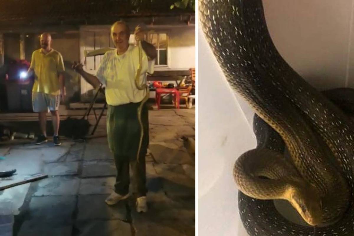 Ovo je Ivan koji je goloruk lovio zmiju u Dubravi: 'Ma nisam bio pijan, a hvatao sam i otrovnice'