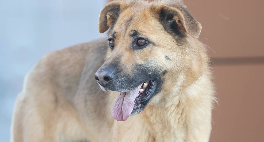 24sata Zagreb: Psi iz Dumovca