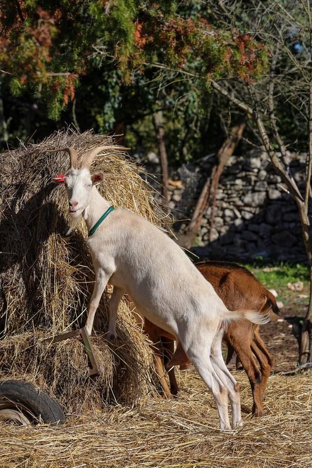 Vodnjan: Za Naj kozu 2025. godine izabrana je koza Jelena, vlasnika Mattea Muškovića 