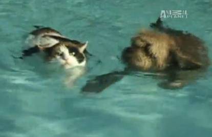 Mačak obožava plivati i roniti, ima posebno ronilačko odjelo 