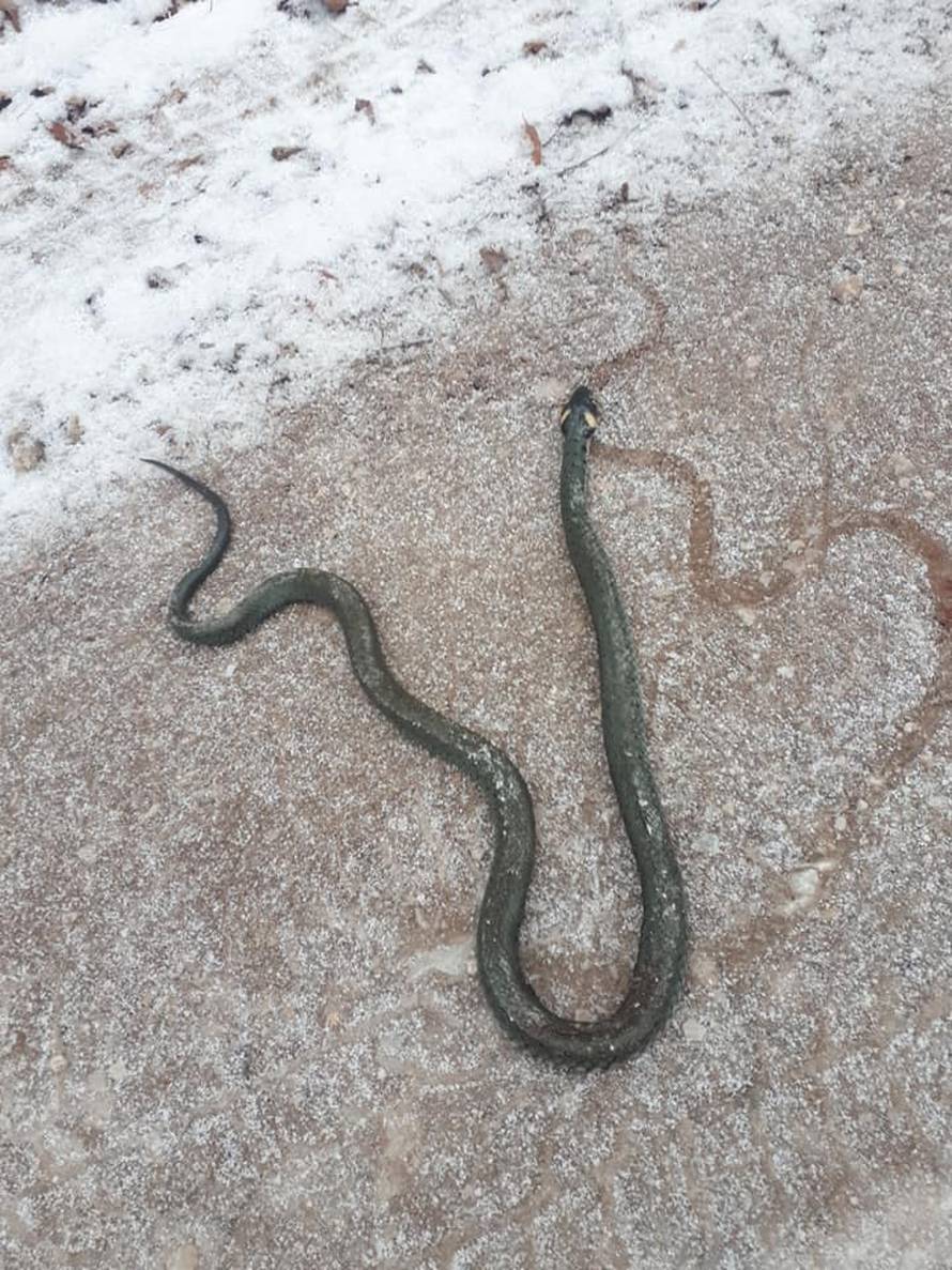 Ova ne spava zimski san: Na Ivanščici su naišli na  - zmiju...