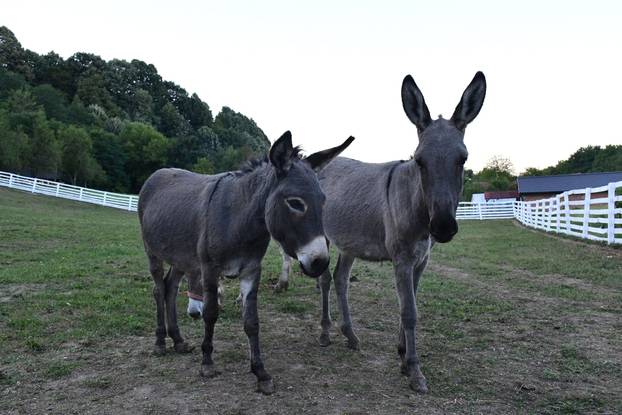 FOTO Kokoši, peseki, konji... Evo što sve skriva Enin ranč pun ljubavi: 'Oni su moji ljubimci!'