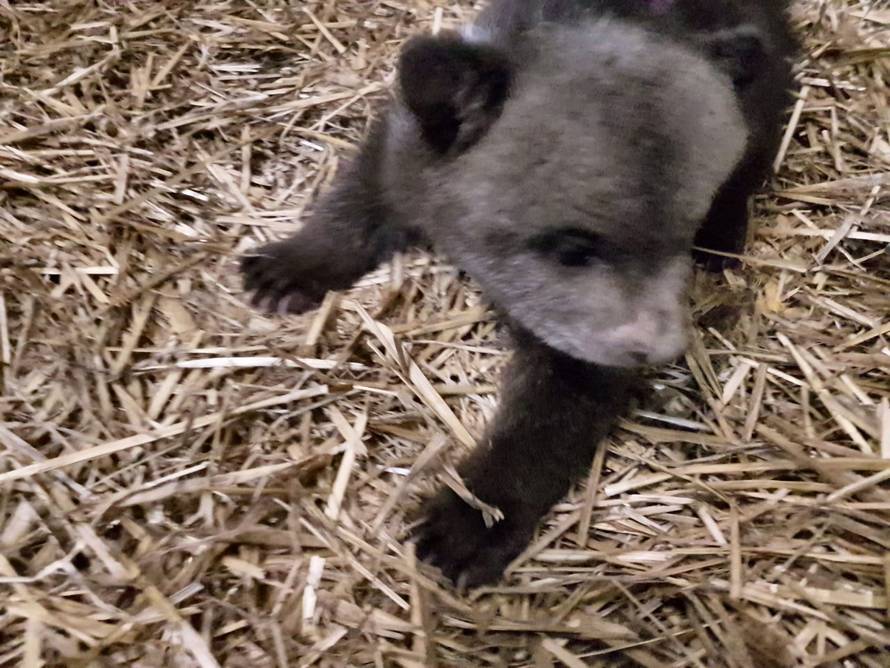 Medo Matija, mladunče-siroče, napokon je stigao u utočište