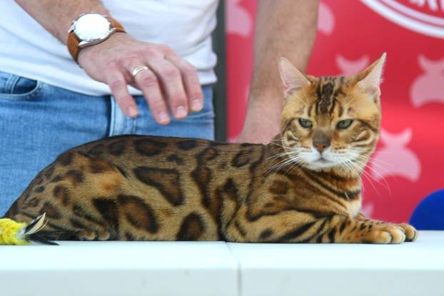 Bjelovar: Međunarodna izložba pasminskih mačaka u organizaciji Saveza felinoloških društava Hrvatske