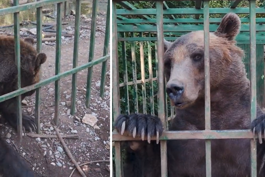 VIDEO Užas u C. Gori: Medvjed Ljubo živi u strašnim uvjetima, a od muke grize svoje šape