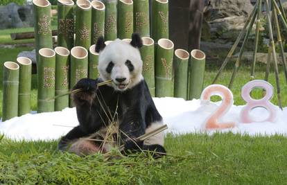 Najstariji na svijetu: Mužjak pande Eimei napunio 28 godina