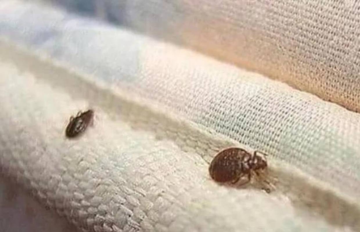 Oduševila se 'bubamarama', pa se zgrozila kad je saznala što joj to zapravo plazi po krevetu