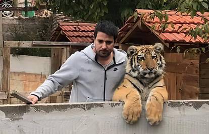 Kazna za držanje tigra može biti pet godina zatvora: 'Bila mi je inspekcija. Sve je po propisima'
