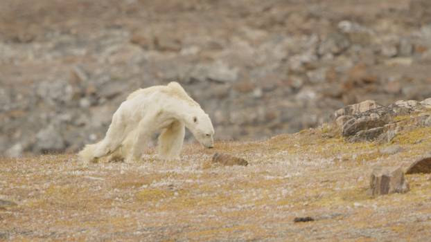 STARVING POLAR BEAR EATS TRASH