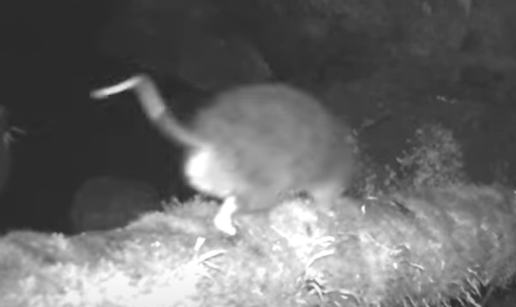 VIDEO Po prvi puta su snimili rijetku vrstu štakora u divljini: Pogledajte kako izgleda