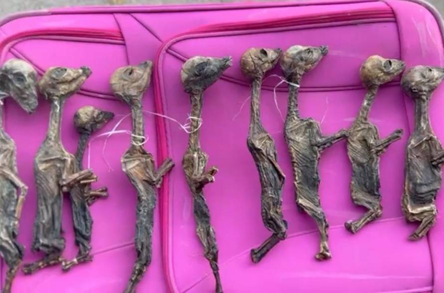 Cvrtila za 24sata: Ljudi švercaju mrtve životinje iz obijesti. Imaju toliko novca da ne znaju što bi