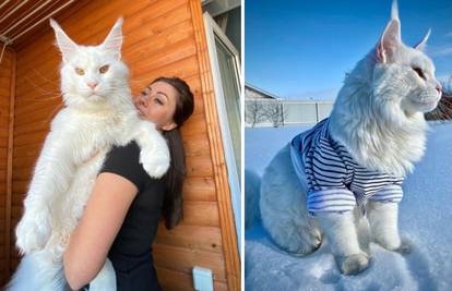 Ogromna mačka iz Rusije je savršeni kućni ljubimac: 'Mnogi prvo pomisle da je riječ o psu'