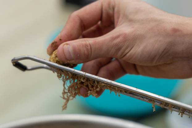 Održani Dani Zigante tartufa u Livadama