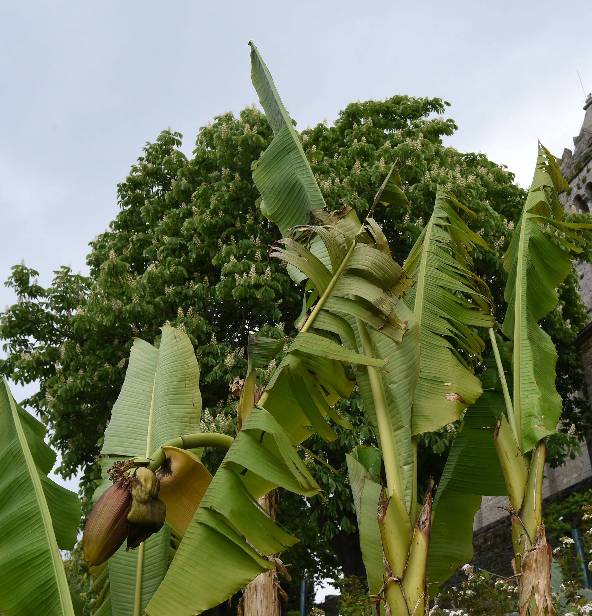 Čeka plodove: Kad se najmanje nadaš, u vrtu ti narastu banane