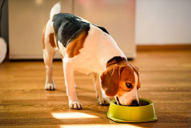 Dog,Beagle,Eating,Canned,Food,From,Bowl,In,Bright,Interior.