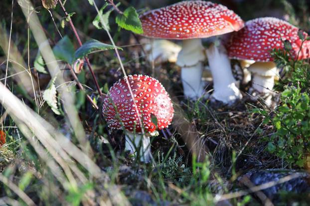 Otrovna gljiva muhara u Gorskom kotaru