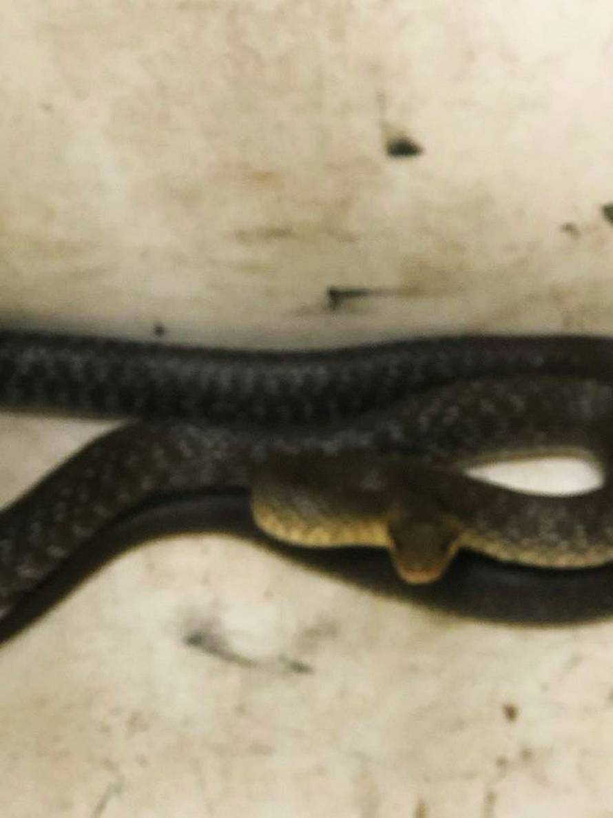 Nered u Markuševcu: Zmija im se zavukla u kuhinjski ormarić, pokušali je uloviti, pa ih napala