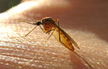 Sami ste krivi, jer komarci na vas idu iz ovih sedam razloga