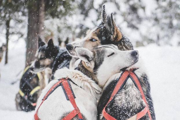 FOTO Hotel koji se svake godine otopi: IceHotel izgleda kao umjetnička galerija od leda