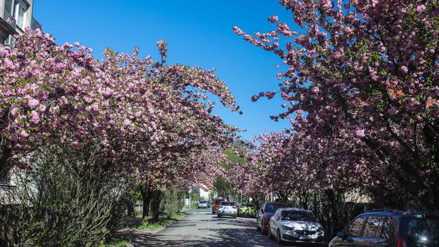 Zagreb: Rascvjetala stabla u Šulekovoj ulici, najljepšoj ulici u gradu