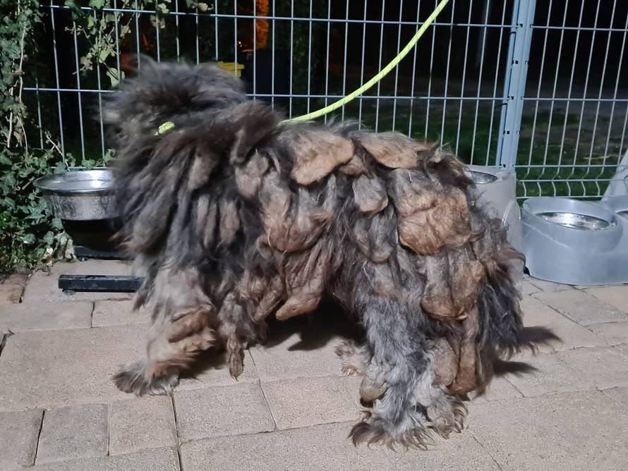 Zapušteni pas stigao u udrugu: 'U devet godina volontiranja još nismo ovako nešto vidjeli...'