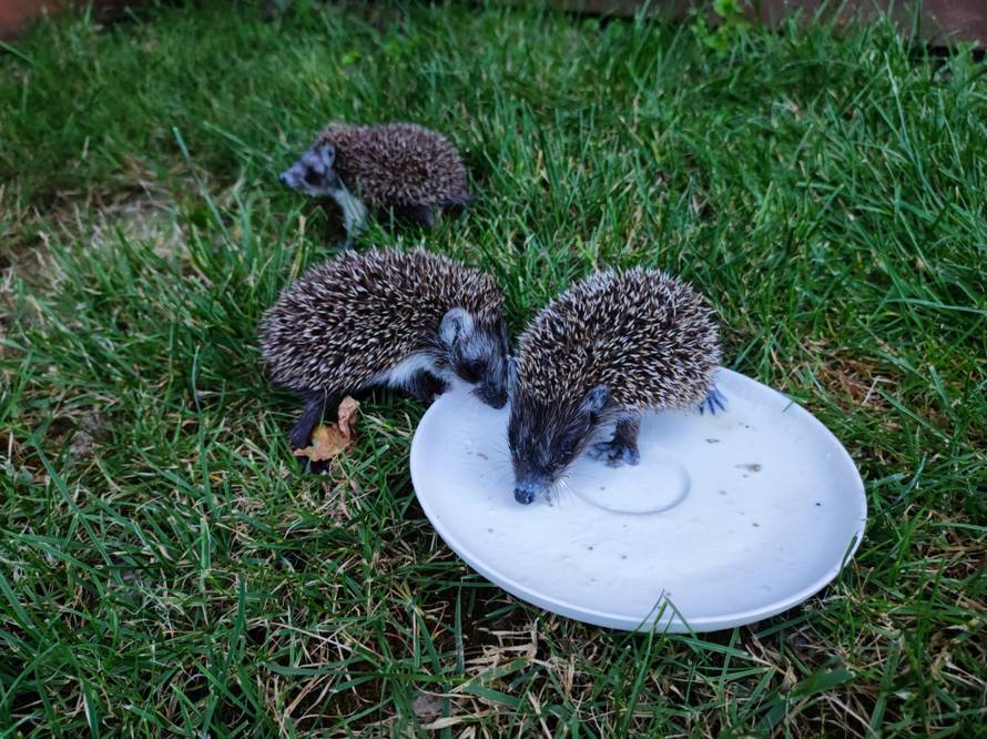 Rekordna godina za spašavanje životinja: Pomogli su sovama, lisicama, orlu, kobrama...