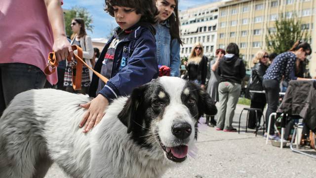 Atena: Povodom Svjetskog dana zalutalih ljubimaca organizirano udomljavanje pasa
