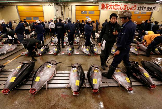 Wholesalers check the quality of fresh tuna displayed at the Tsukiji fish market before the New Year