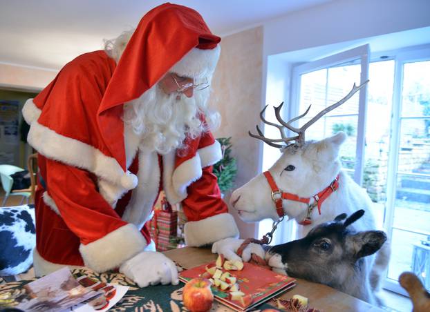 Reindeer in Niederhausen