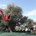VIDEO Branje maslina sa stabla starog više od 1500 godina