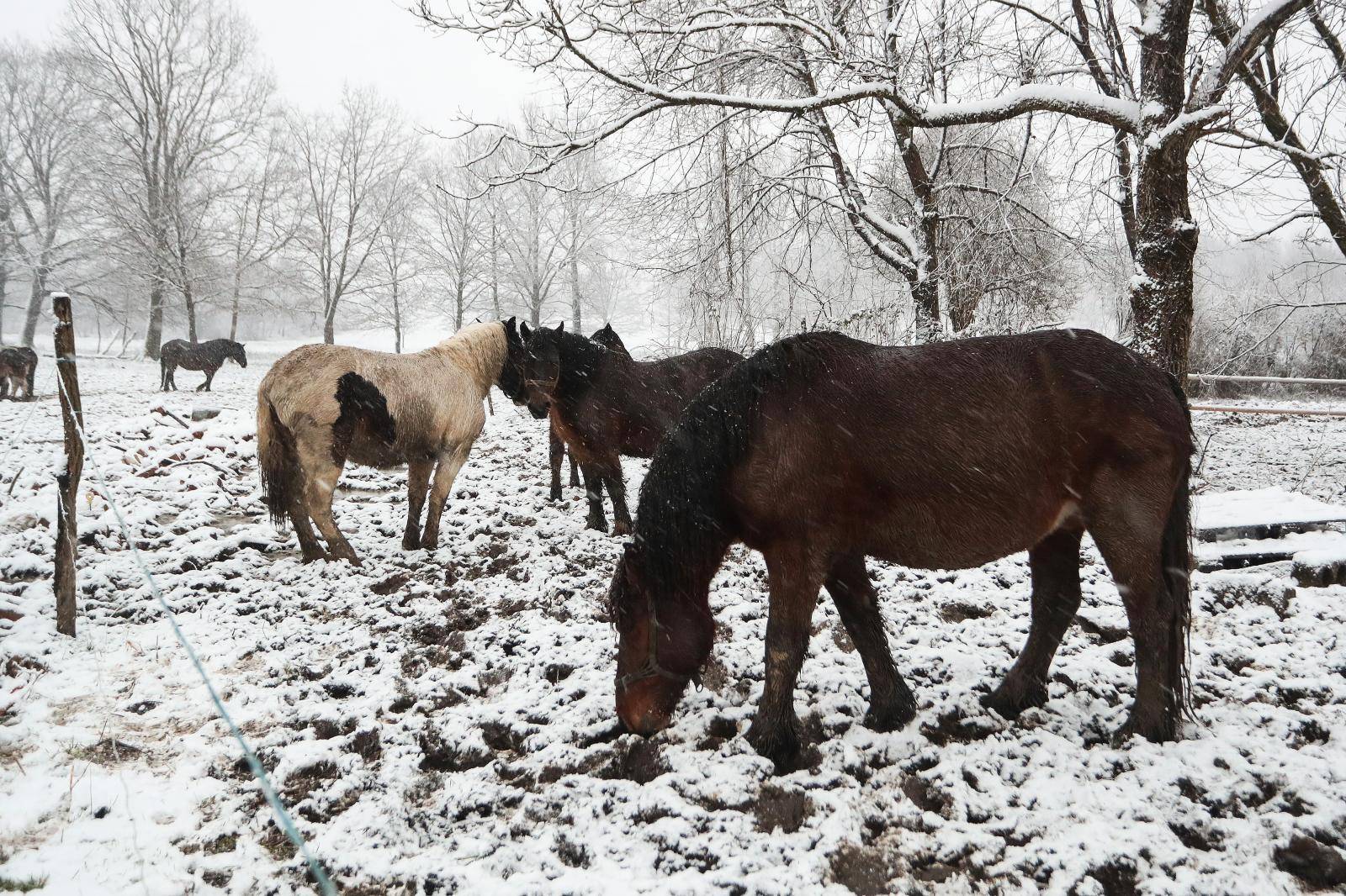 Spasio 16 konja u potresu, ali jedan nije izdržao: Pastuh mi se počeo tresti, srušio se i - uginuo