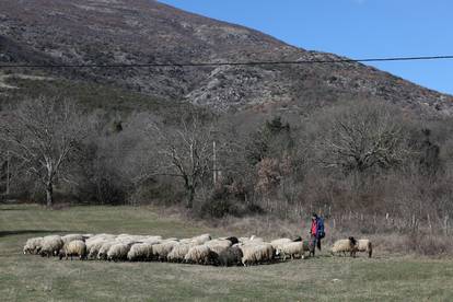 Šibenik: Stado ovaca na ispaši