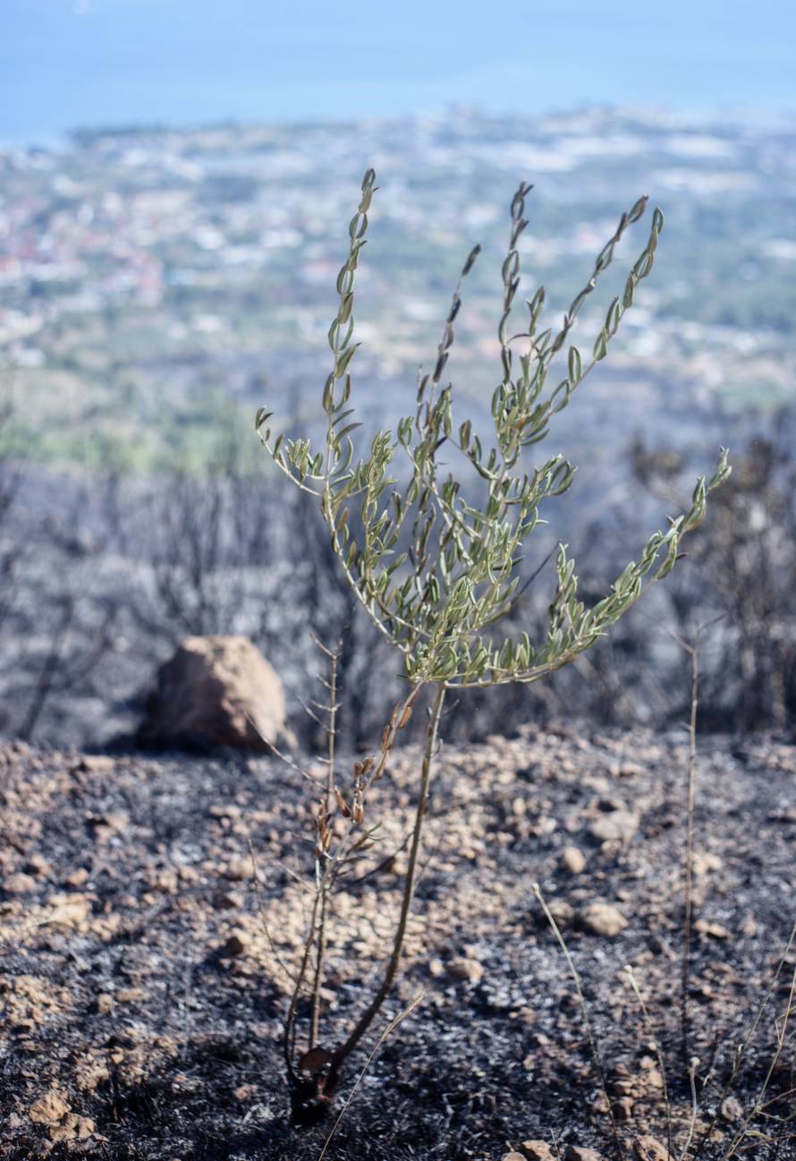 Vatrogasci spasili crkvu tako što su provalili u njen bunar: Ja san odma reka da je to sveta voda