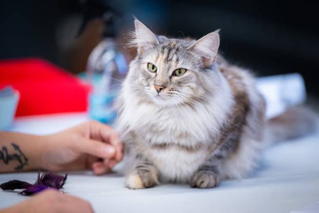 Zagreb: Drugi dan Međunarodne izložbe mačaka