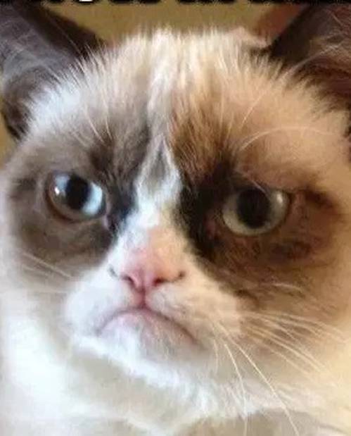 Mačka Grumpy živjet će vječno kao 'meme': Ovo su najbolji...