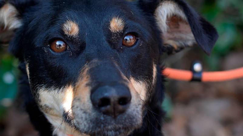 Preslatka Lili traži svoje sigurno mjesto